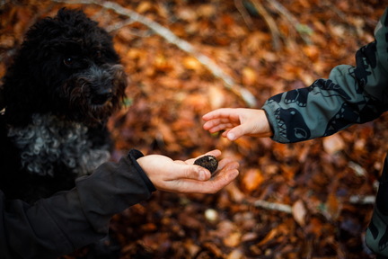 Tartufo del Pollino