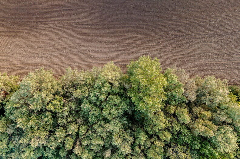 Natura-Alberi di Montalto Uffugo