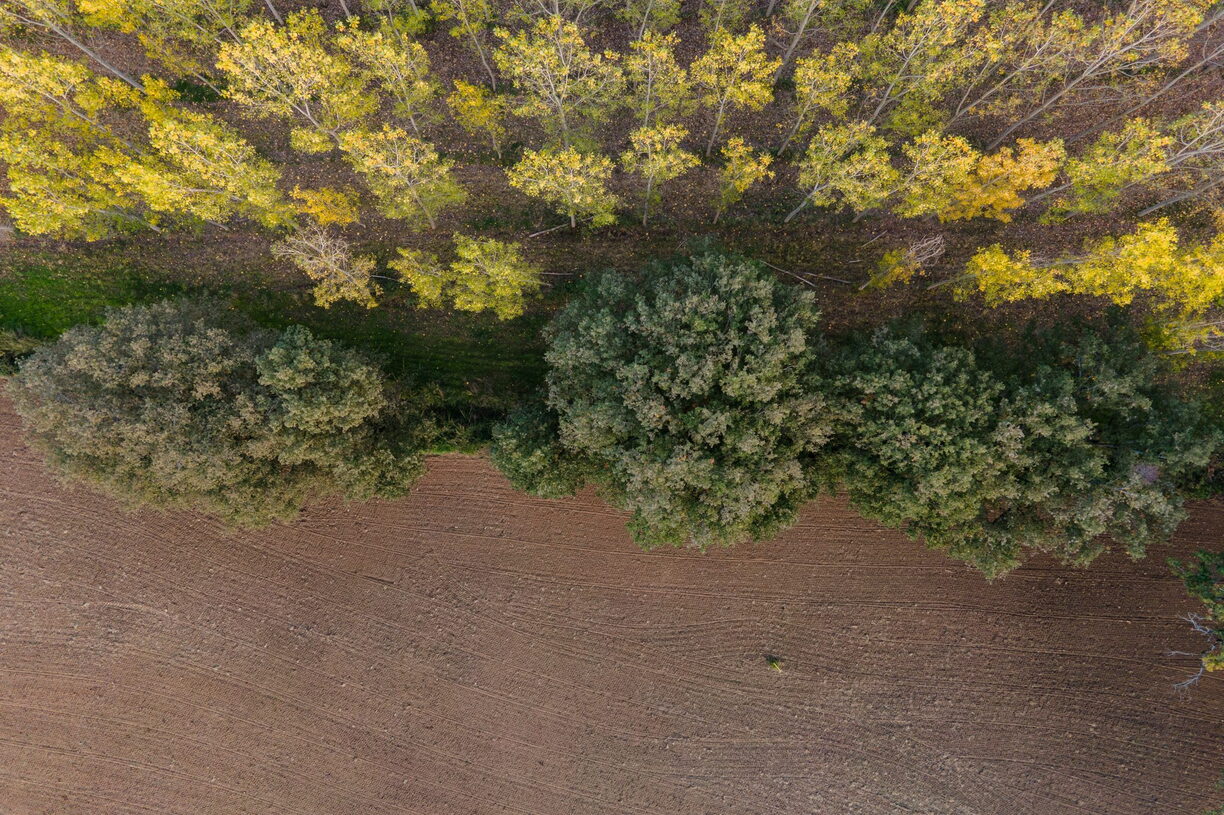 Natura-Alberi di Montalto Uffugo