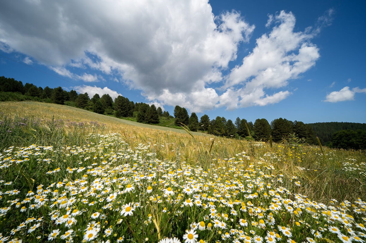 Lorica natura Fiori Fioritura Prato Margherite di San Giovanni in Fiore