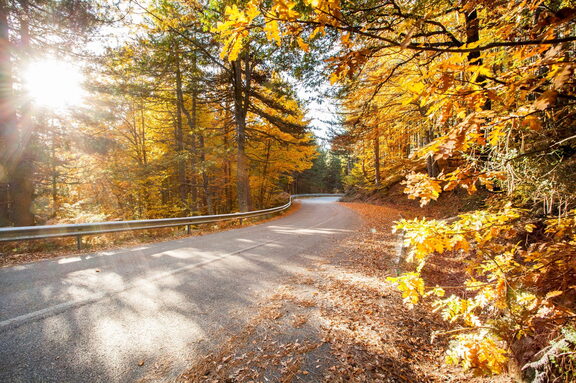 Paesaggio Autunno Foliage di Sila