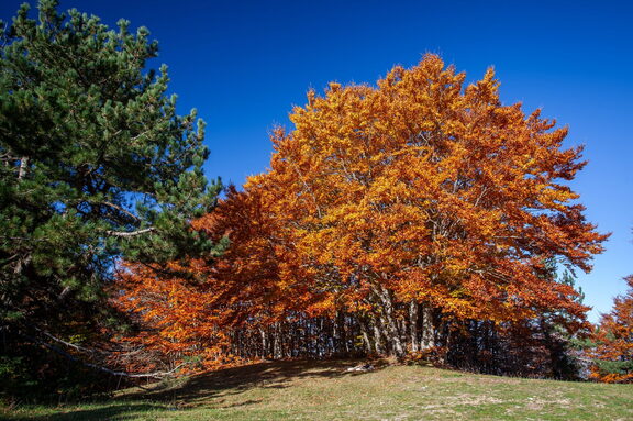 Paesaggio Autunno Foliage di Sila