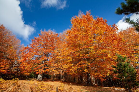 Paesaggio Autunno Foliage di Sila