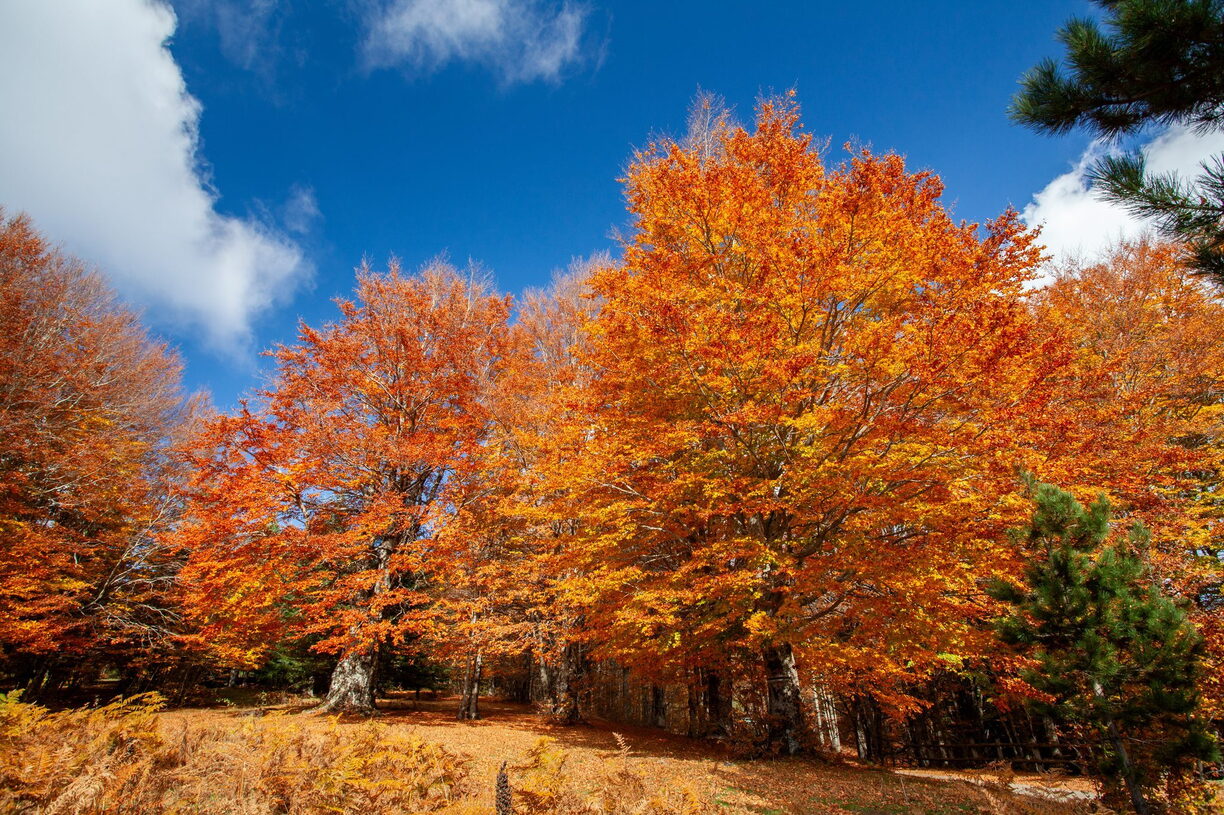 Paesaggio Autunno Foliage di Sila