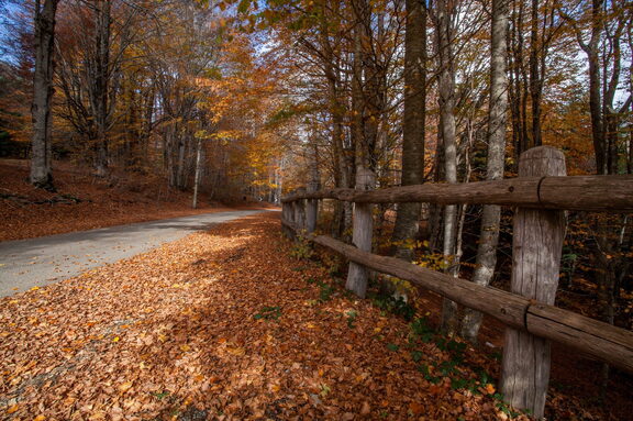 Paesaggio Autunno Foliage di Sila
