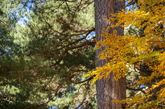 Paesaggio Autunno Foliage di Sila