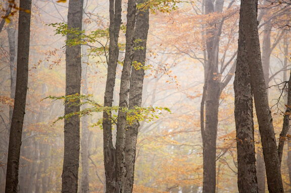 Paesaggio Autunno Foliage Nebbia di Sila