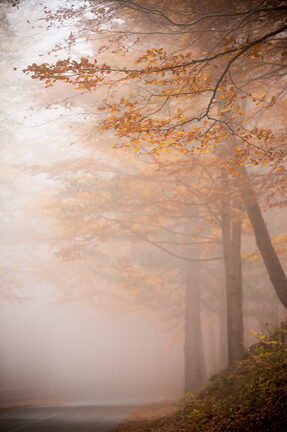 Paesaggio Autunno Foliage Nebbia di Sila