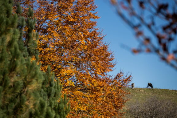 Paesaggio Autunno Foliage Pascolo Mucche Transumanza di Sila