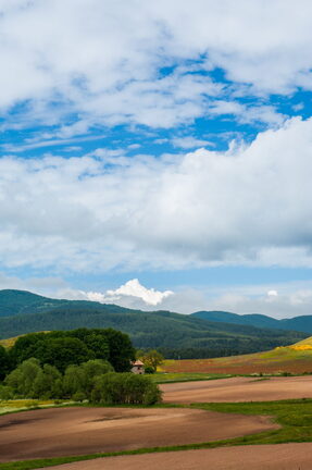 Paesaggio Primavera Fioritura di Sila