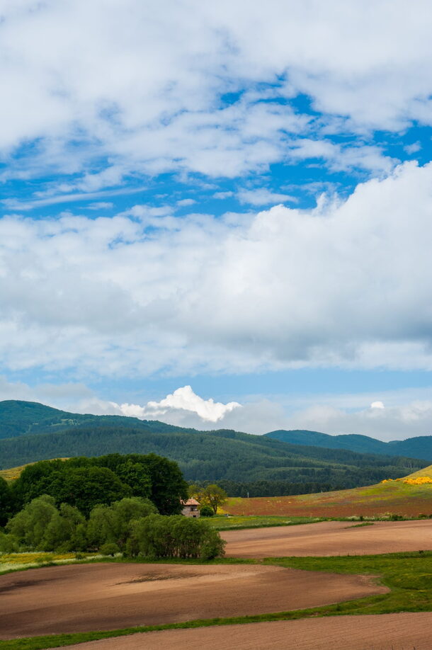 Paesaggio Primavera Fioritura di Sila