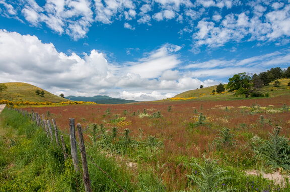 Paesaggio Primavera Fioritura di Sila