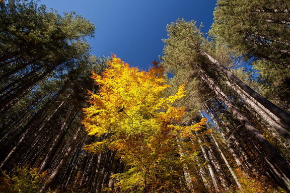 Croce di Magara-Sila-Paesaggio Autunno Foliage Giganti della Sila di Spezzano della Sila