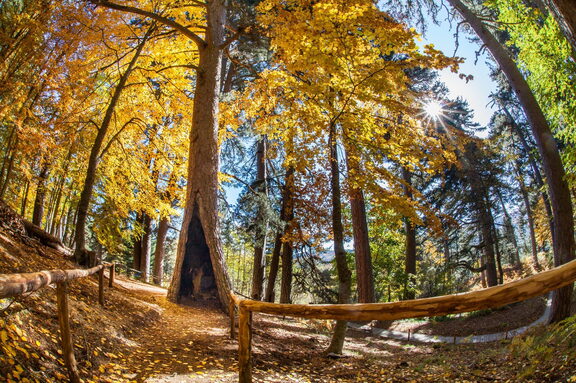 Croce di Magara-Sila-Paesaggio Autunno Foliage Giganti della Sila di Spezzano della Sila