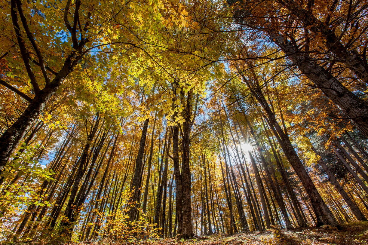 Croce di Magara-Sila-Paesaggio Autunno Foliage Giganti della Sila di Spezzano della Sila