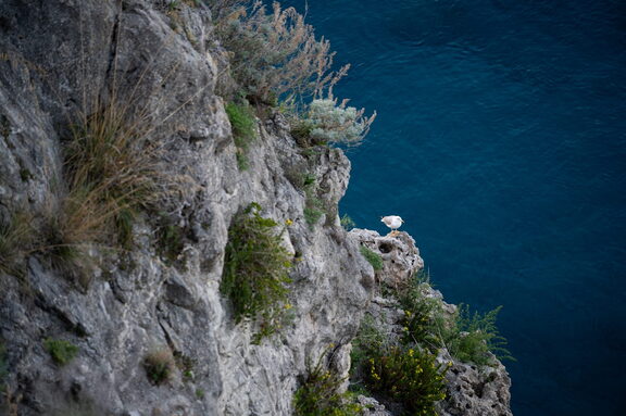 Mare Gabbiano di Scilla