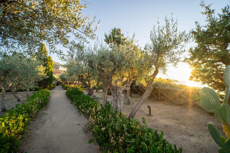 Uliveto di Tropea